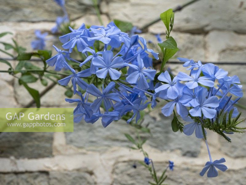 Plumbago auriculata trained on wire against a white brick wall