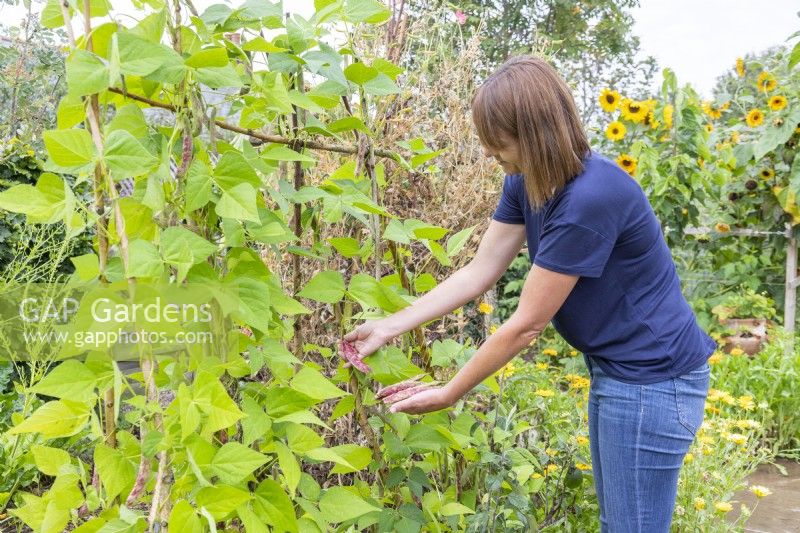 Woman picking Climbing Beans - 'Borlotto Lingua di Fuoco 2'