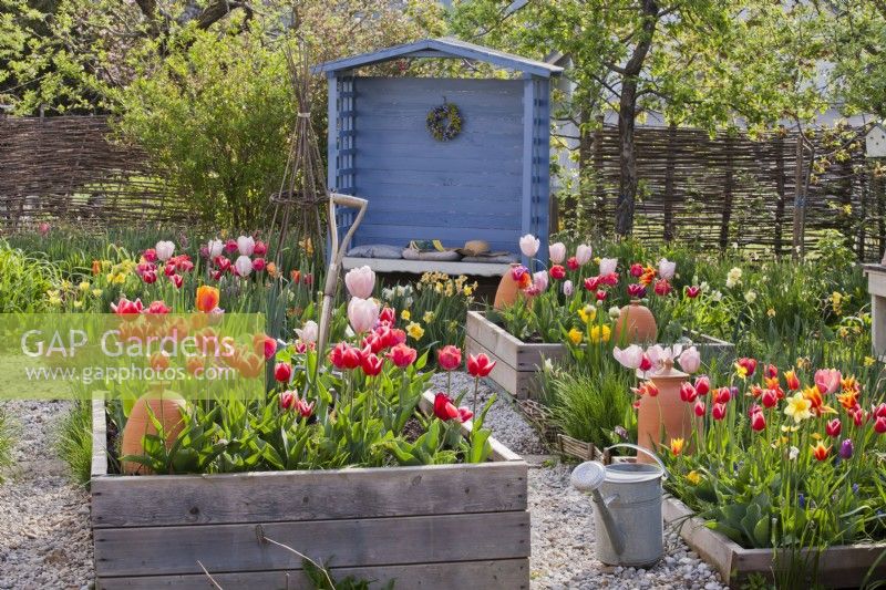 A watering can and raised beds with tulips and gazebo in the background.