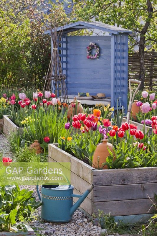 A watering can and raised beds with tulips and gazebo in the background.