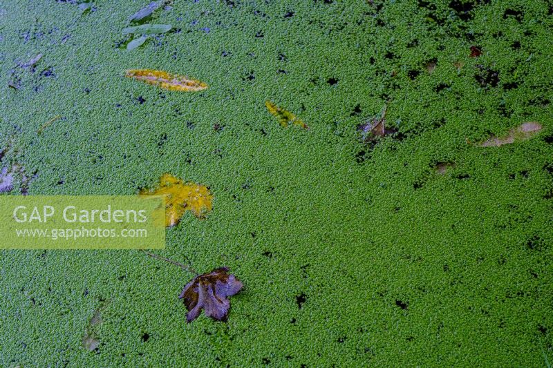 Common Duckweed, Lemna minor in a pond