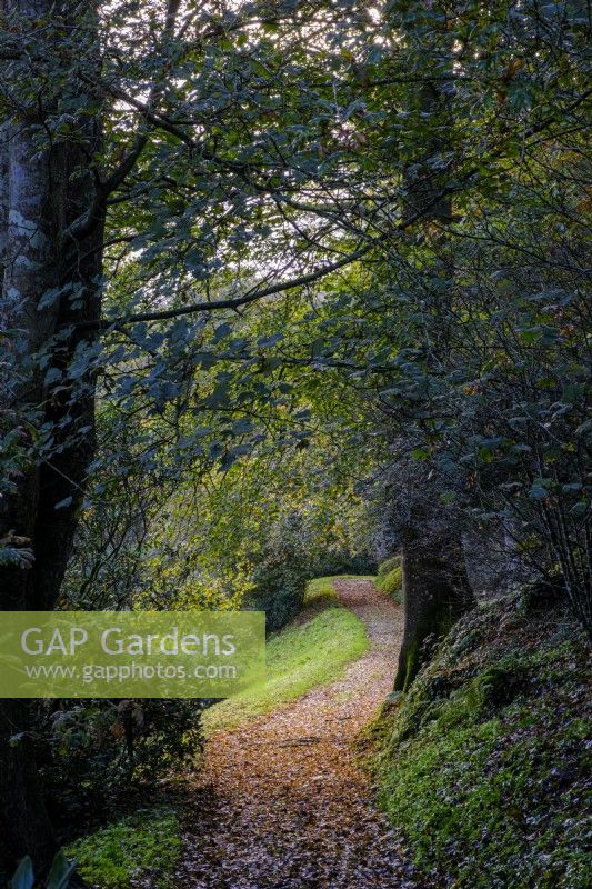 Autumnal woodland garden with path leading through