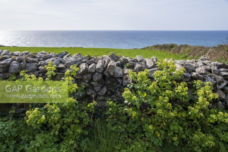 Smyrnium olusatrum, Alexanders, growing next to stone wall alongside field near the sea