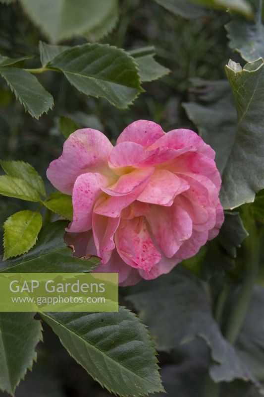 Rosa 'Peach Melba' - Rose of the Year 2023 - July