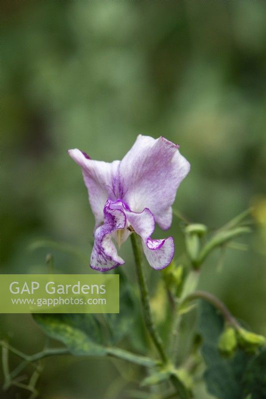 Lathyrus odoratus 'Lady Nicholson' - sweet pea - July