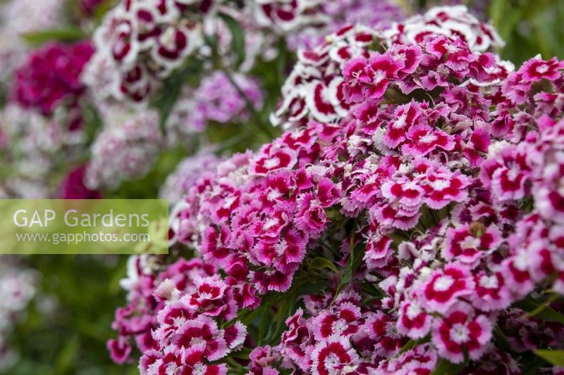 Dianthus barbatus - Sweet William - June