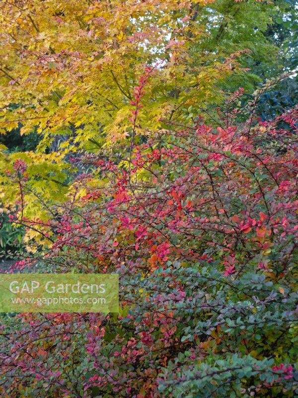 Berberis wilsoniae and Japanese Maple in the background foliage changing colour November Autumn