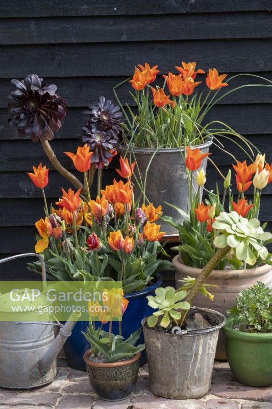 Collection of spring containers with Tulip 'Ballerina', 'Princess Irene', Aeoniums against a black painted shed