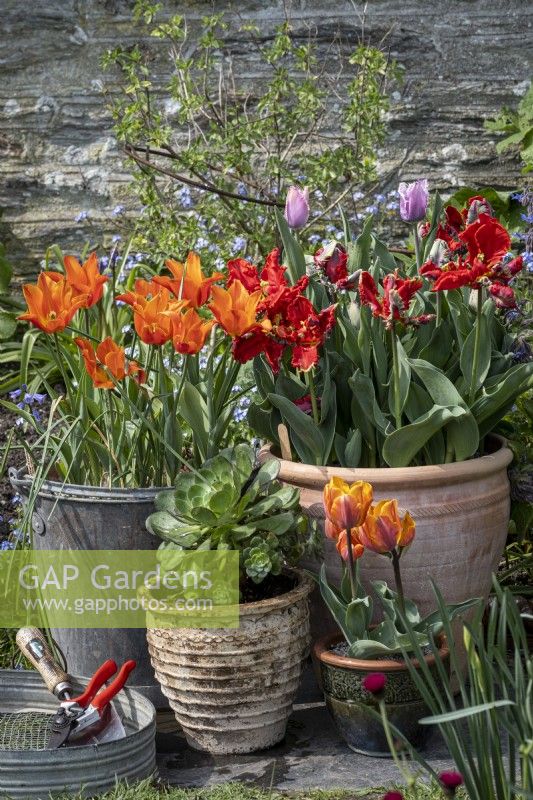 Spring containers with Tulipa 'Princess Irene', 'Ballerina' and Aeoniums
