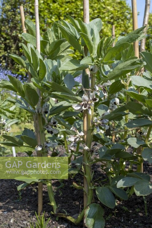 Broad beans, Vicia faba, in small vegetable garden