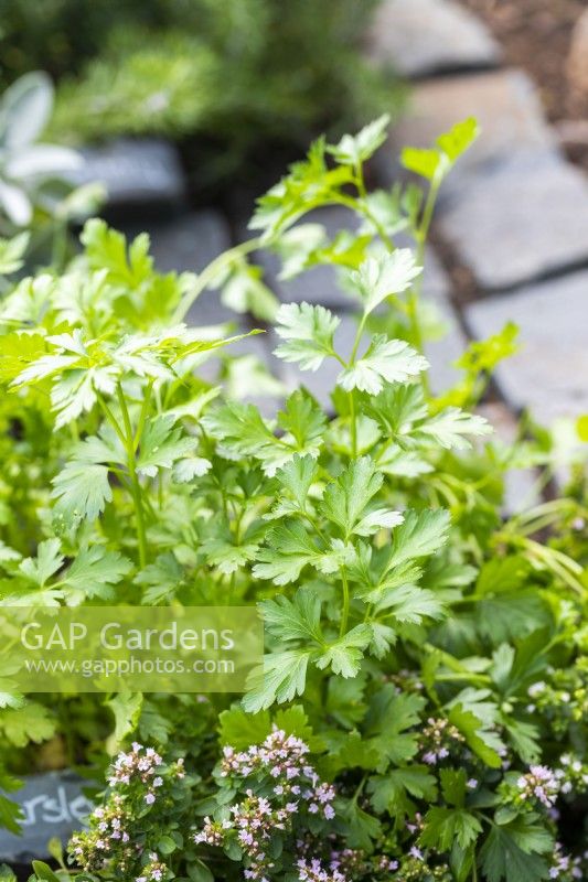 Parsley planted in herb square