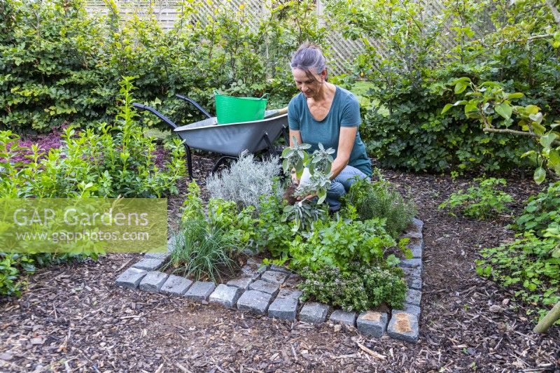 Woman planting Sage in open square
