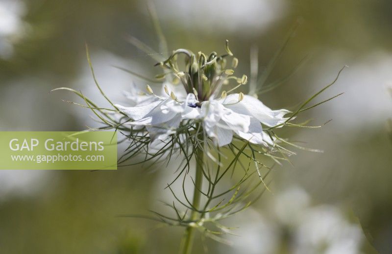 White Nigella damascena, love-in-the-mist, flower. Close up. Selective focus. June. 
