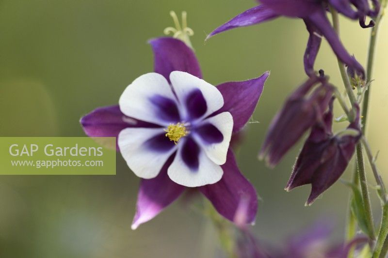 Aquilegia Early Bird Purple and White flower. Close up. Selective focus. June.