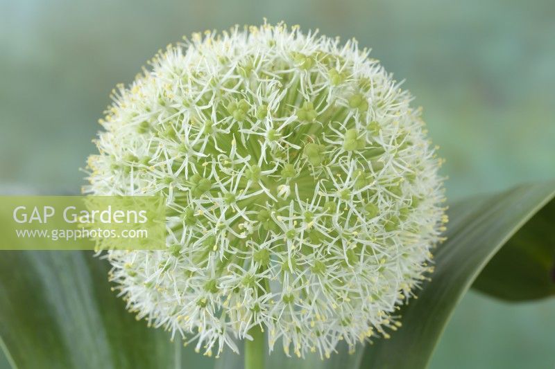 Allium karataviense  'Ivory Queen'  Kara Tau garlic  Ornamental onion  June