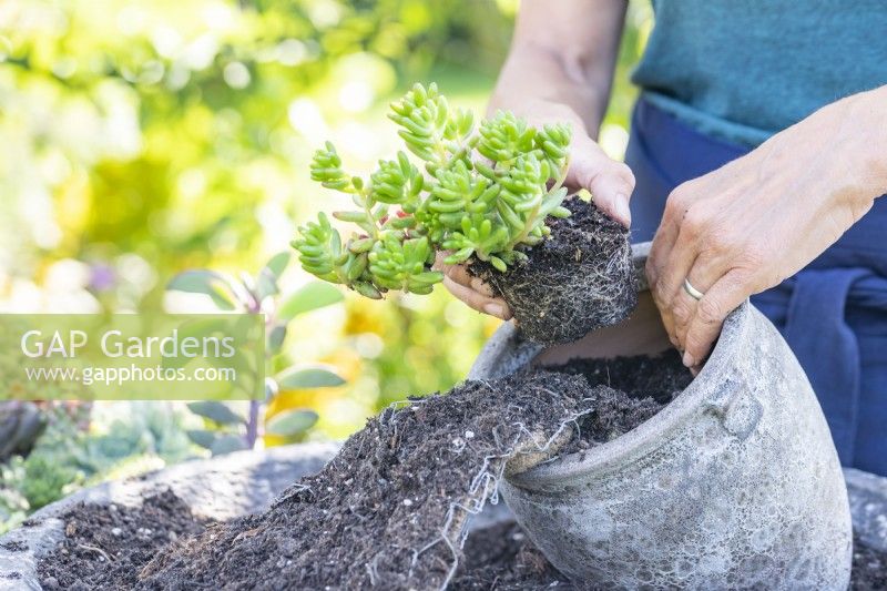 Woman planting succulent in smaller container