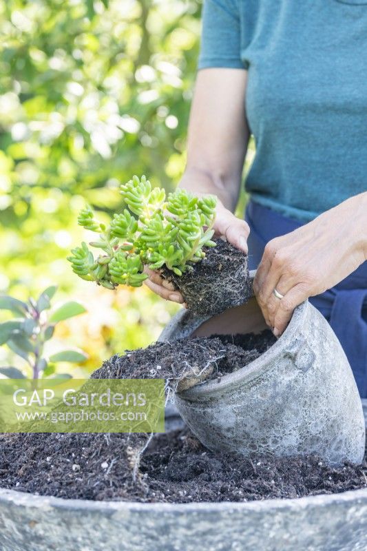 Woman planting succulent in smaller container