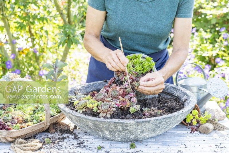 Woman planting Sempervivums in funnel from small to larger container