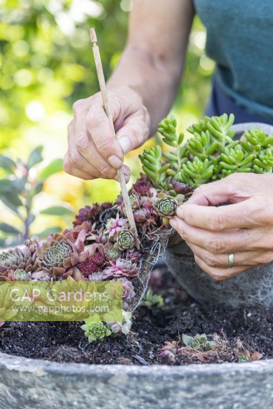 Woman planting Sempervivums in funnel from small to larger container