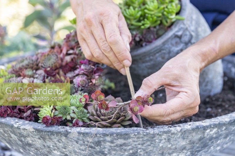Woman planting Sempervivums in large container