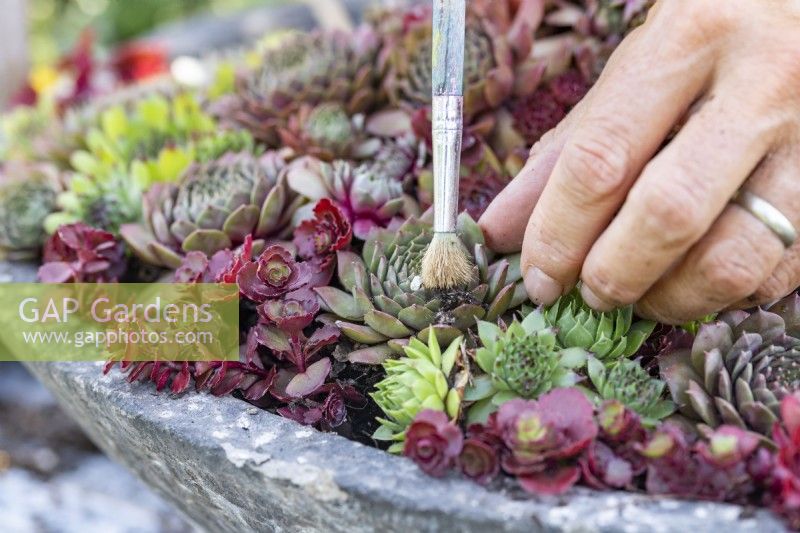 Woman brushing compost off of the top of the Sempervivums
