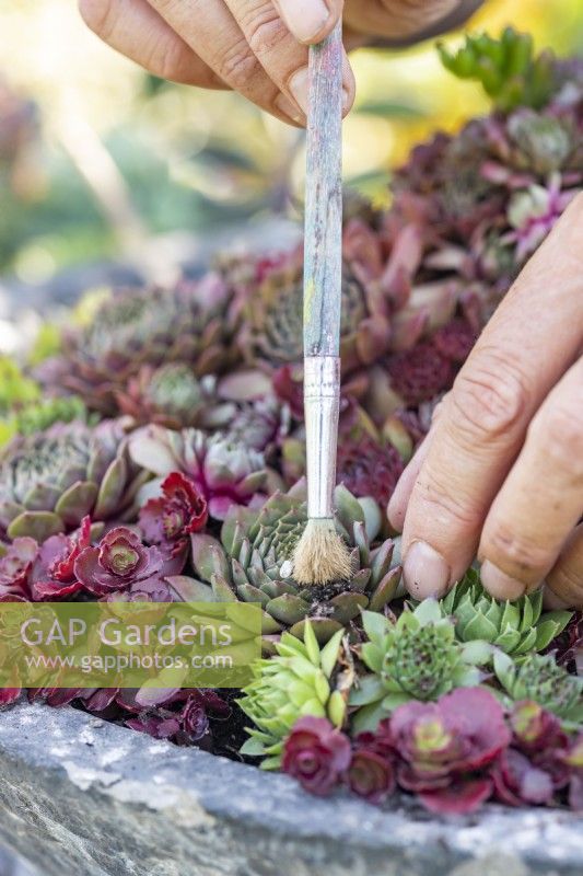 Woman brushing compost off of the top of the Sempervivums