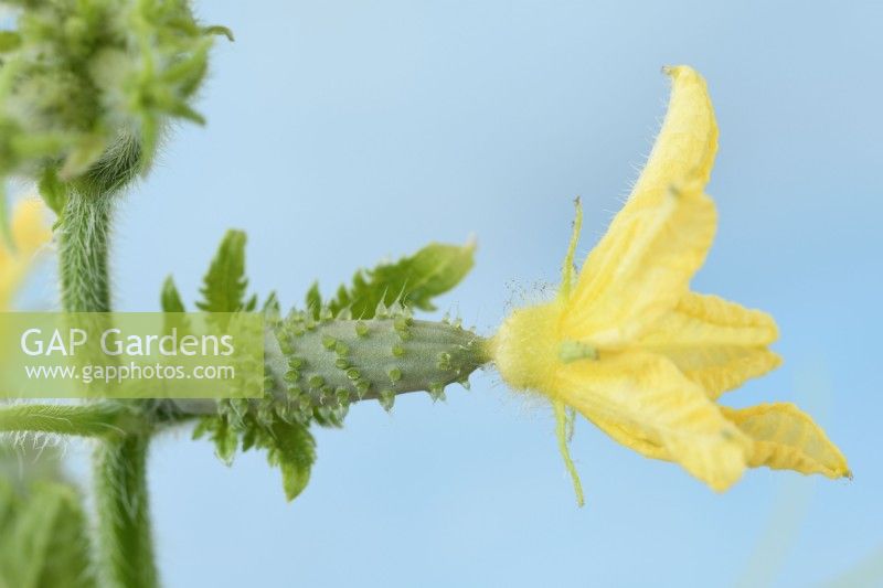 Cucumis sativus  'Lili'  Young cucumber with female flower attached  August