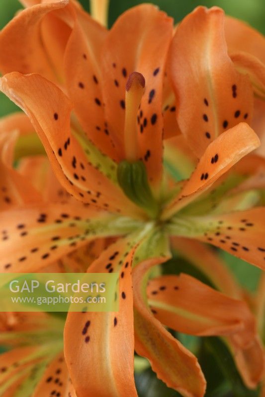Lilium  'Must See'  Double pollen-free Asiatic hybrid lily  June

