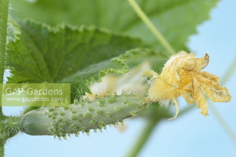 Cucumis sativus  'Lili'  Young cucumber with dying female flower attached  August