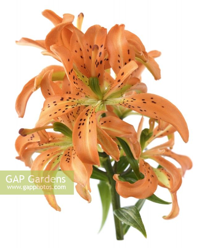 Lilium  'Must See'  Double pollen-free Asiatic hybrid lily  June