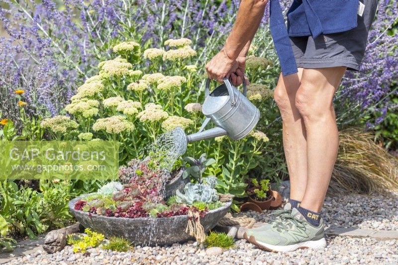 Woman watering succulent spill pot planter
