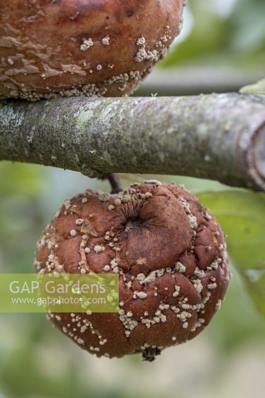 Rotten apples hanging on tree, caused by Brown Rot, Monilinia fructigena