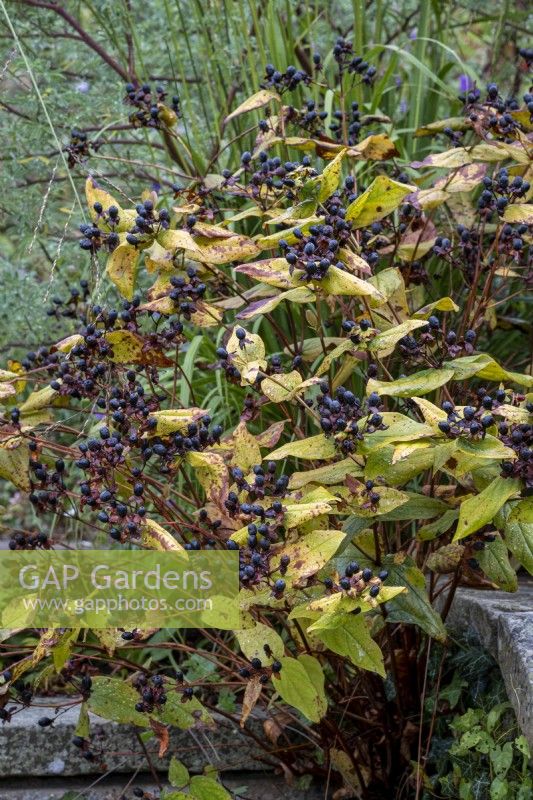 The berries of Hypericum perforatum, St John's Wort