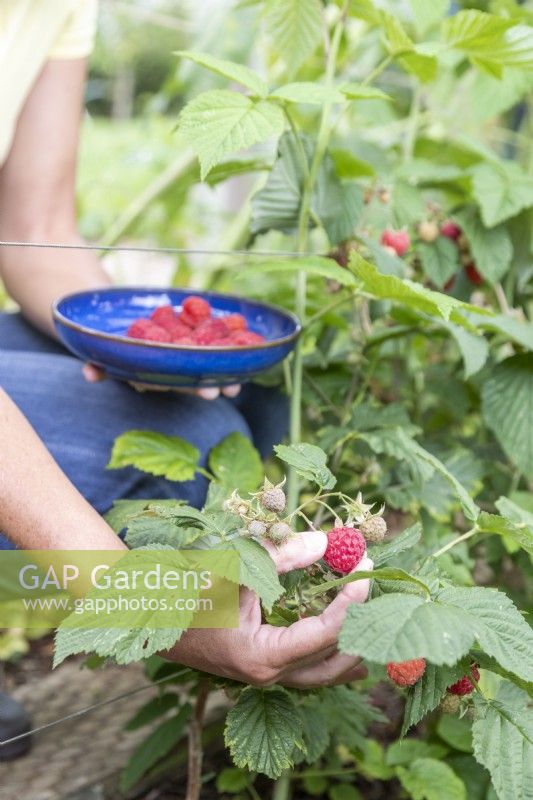 Woman picking Raspberries 'Glen Ample'