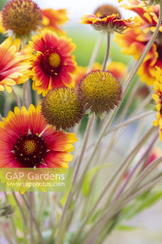 Gaillardia 'Goblin' - Blanket flower