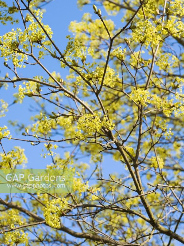 Acer platanoides in the spring, spring April