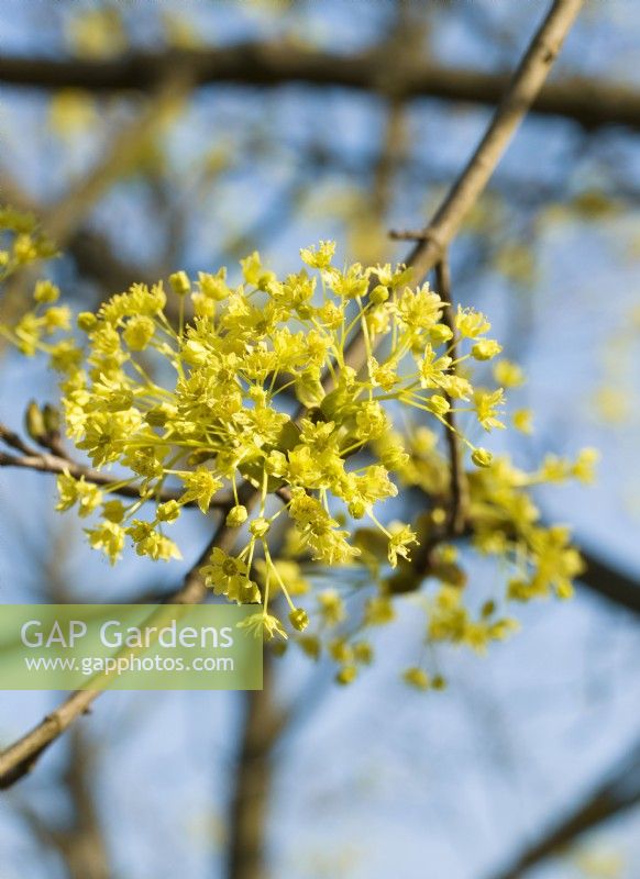 Acer platanoides in the spring, spring April