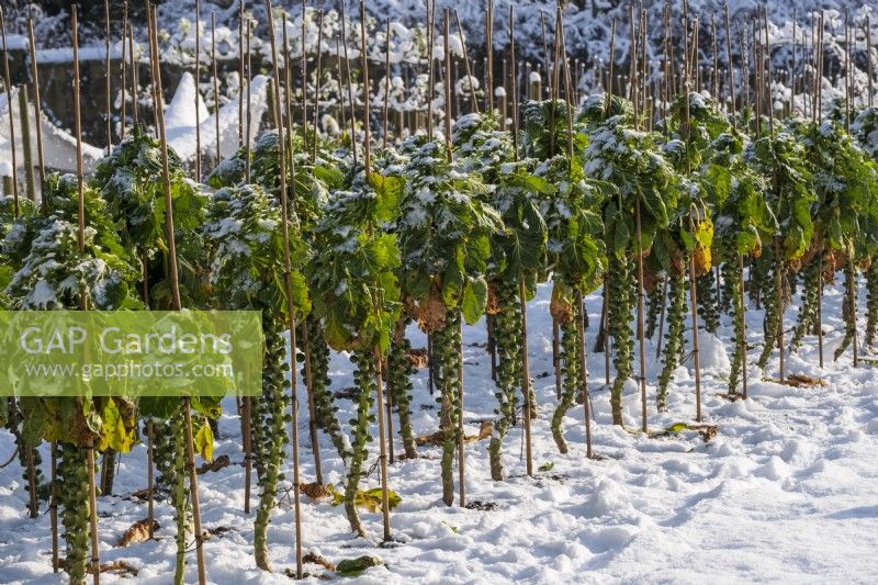 Brussel Sprouts covered in snow in wintry kitchen garden