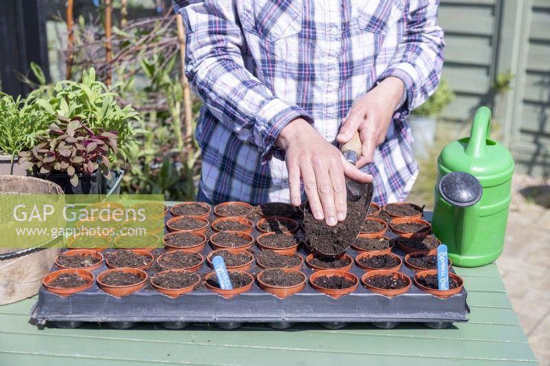 Woman placing a layer of compost over all of the pots to cover the seeds