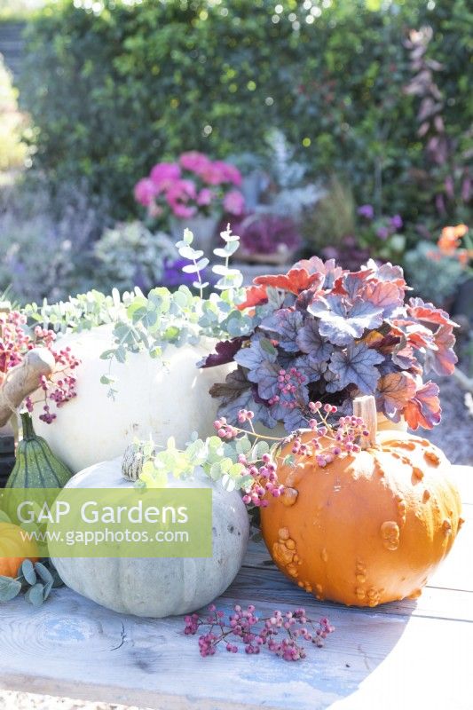 Pumpkins, squashes, Heuchera, berries and eucalyprus sprigs arranged on table
