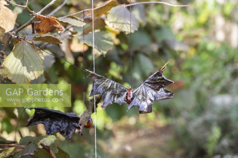 Conker and maple leaf bat hanging from the branches of Hazel