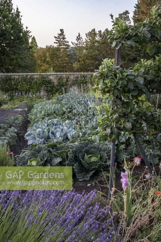 Walled kitchen garden with cabbages, lavender and trained apple trees.