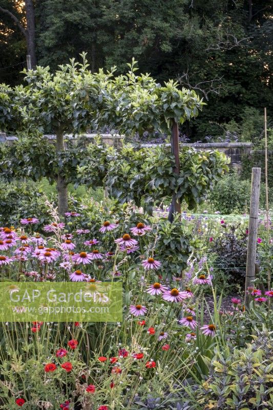 Large walled kitchen garden, with cutting flowers, including Echinacea, and poppies. Trained apple tree behind