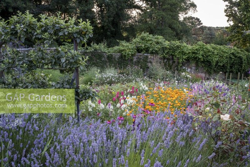 Large walled kitchen garden with cutting flowers, including lavender, Marigold and snapdragons. Trained apple tree behind