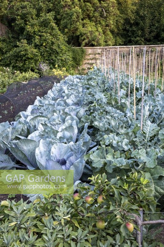 Mixed brassicas, in lines in large walled kitchen garden, with step over Apple trees in the foreground