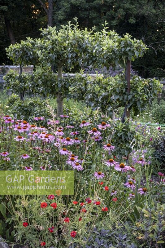 Large walled kitchen garden, with cutting flowers, including Echinacea, and poppies.