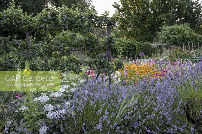 Cutting garden in old walled kitchen garden, with lavender, Marigold, Echinacea, and Ammi majus