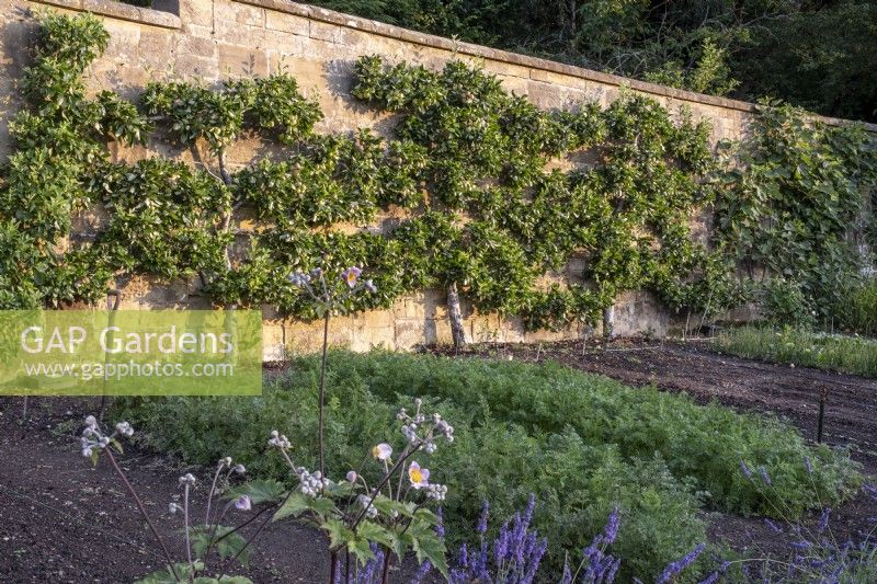 Espaliered fruit trees trained across the walls of a large kitchen garden