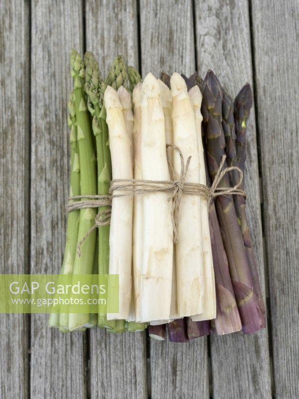 Asparagus officinalis mix, summer June