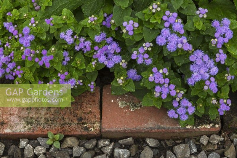 Ageratum houstonianum 'Aloha Blue' - Floss Flower in red brick edged stone bed in summer.
